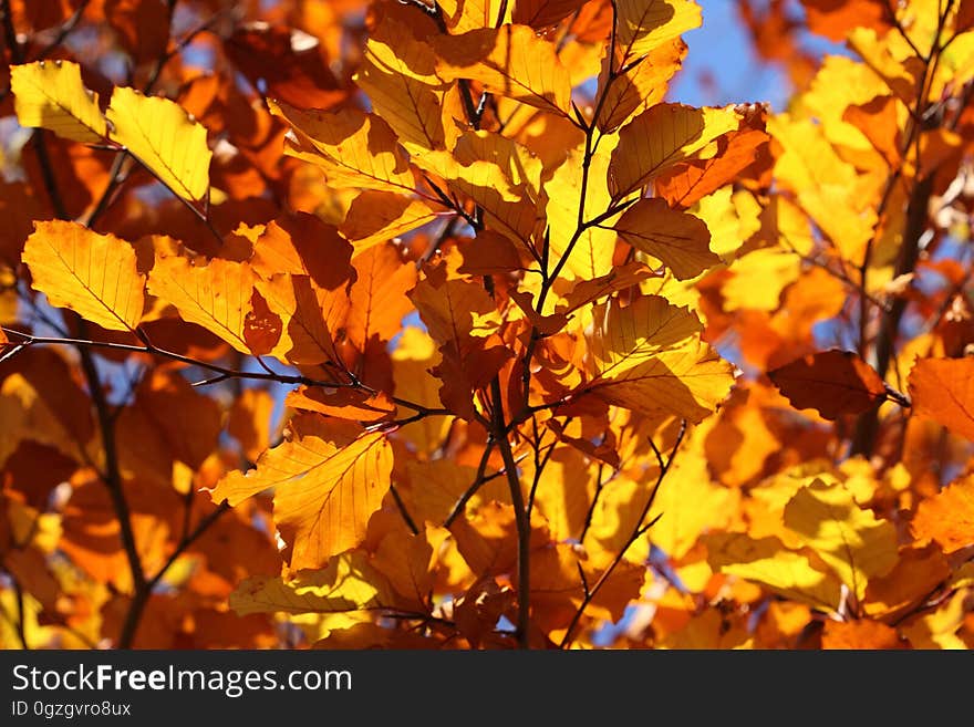 Autumn, Yellow, Branch, Leaf