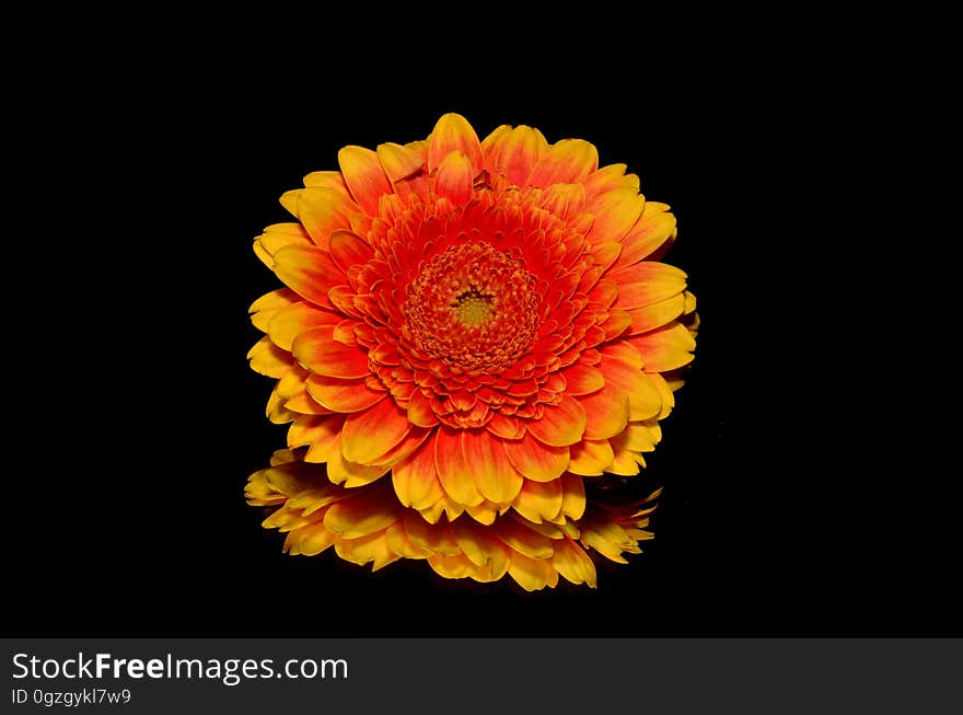 Flower, Orange, Yellow, Gerbera