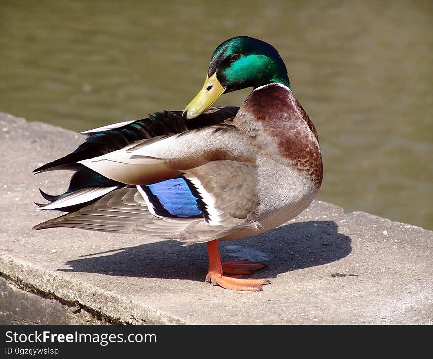 Duck, Bird, Mallard, Water Bird