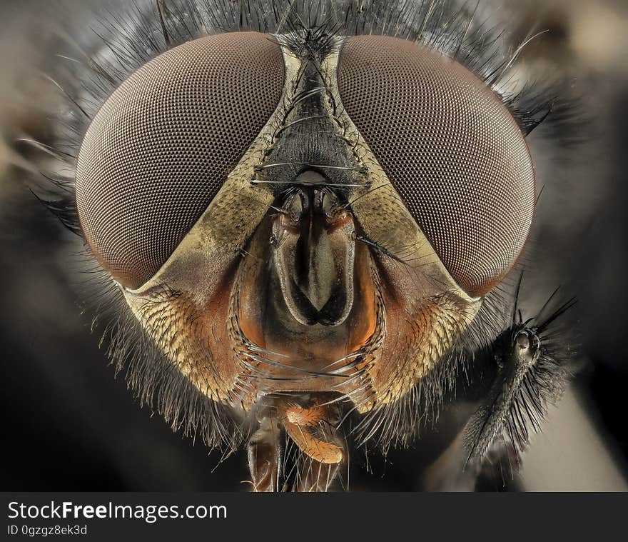 Insect, Invertebrate, Macro Photography, Close Up