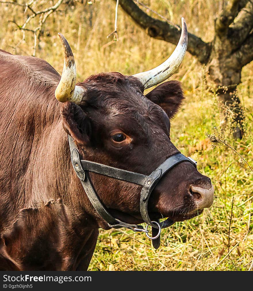 Horn, Cattle Like Mammal, Fauna, Wildlife