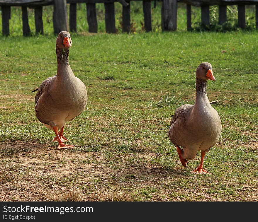 Duck, Bird, Water Bird, Ducks Geese And Swans