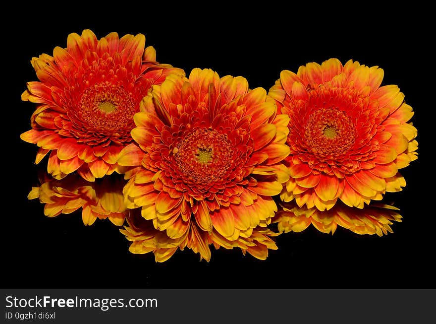 Flower, Yellow, Gerbera, Orange