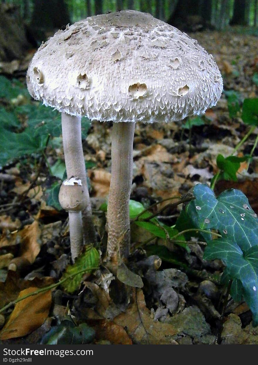 Fungus, Mushroom, Edible Mushroom, Agaric