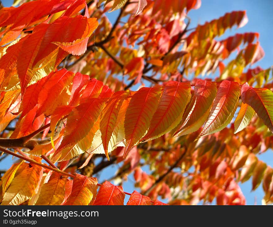 Leaf, Autumn, Deciduous, Rowan