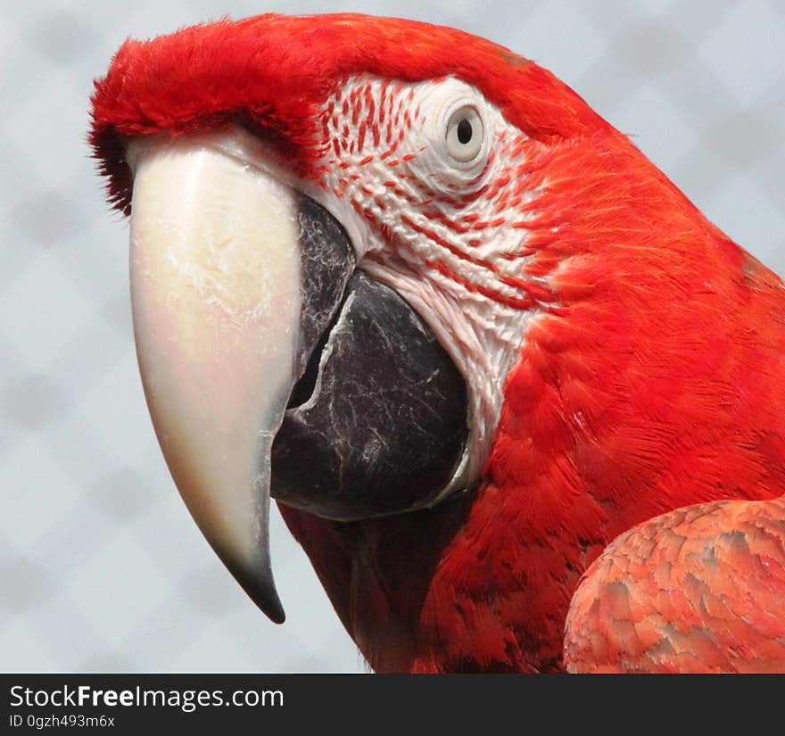 Bird, Beak, Macaw, Parrot