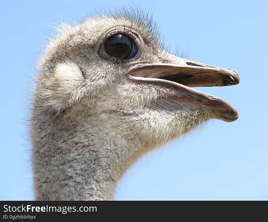 Ostrich, Beak, Bird, Fauna