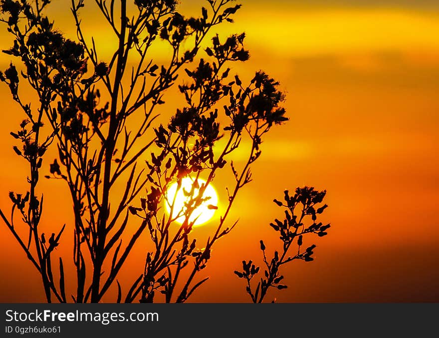 Yellow, Sky, Sun, Branch