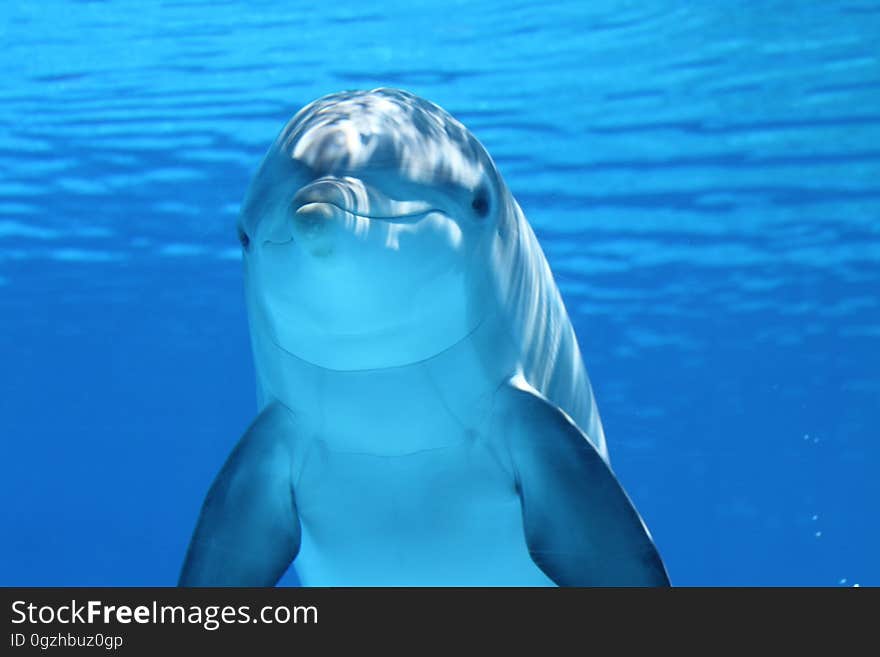 Dolphin, Marine Mammal, Common Bottlenose Dolphin, Mammal