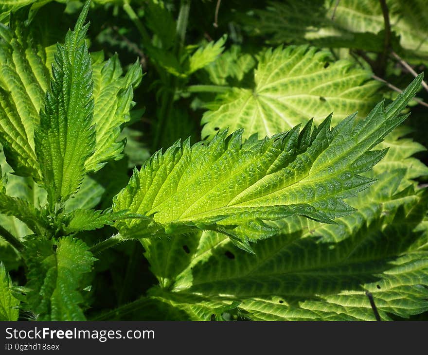 Plant, Urtica, Leaf, Vegetation