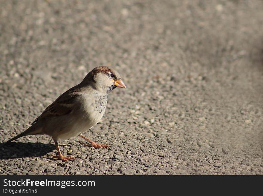 Bird, Sparrow, Fauna, Beak