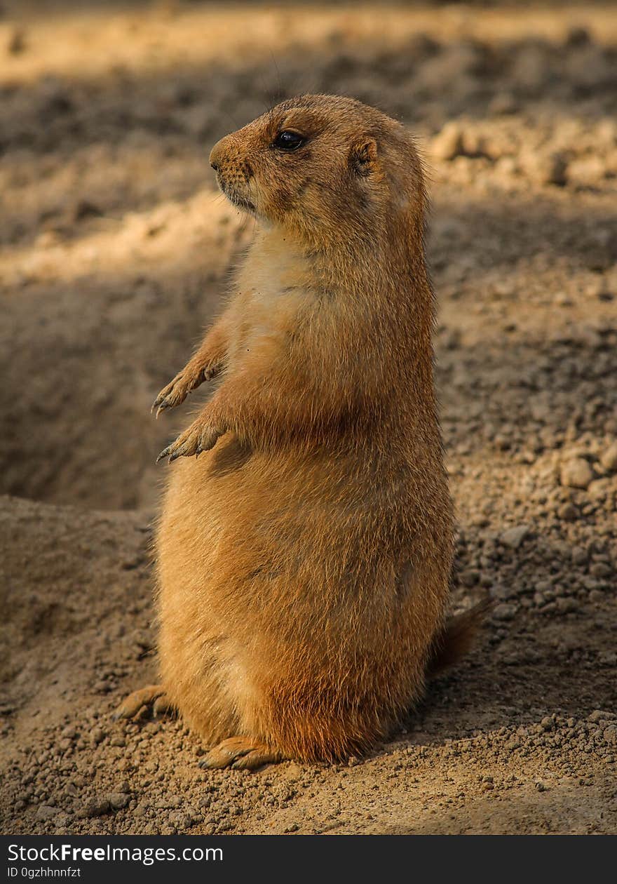 Prairie Dog, Fauna, Mammal, Squirrel