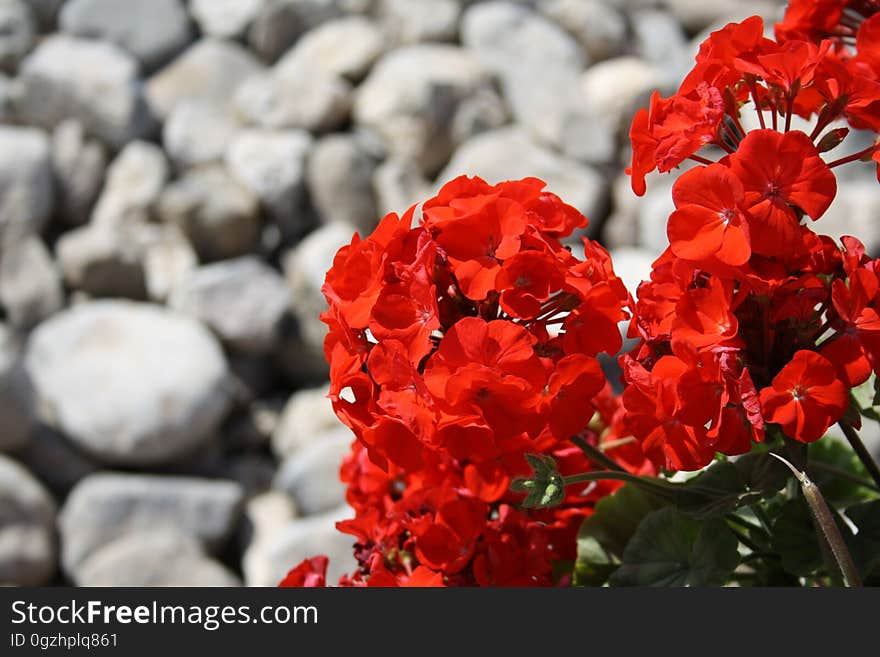 Flower, Red, Plant, Flora