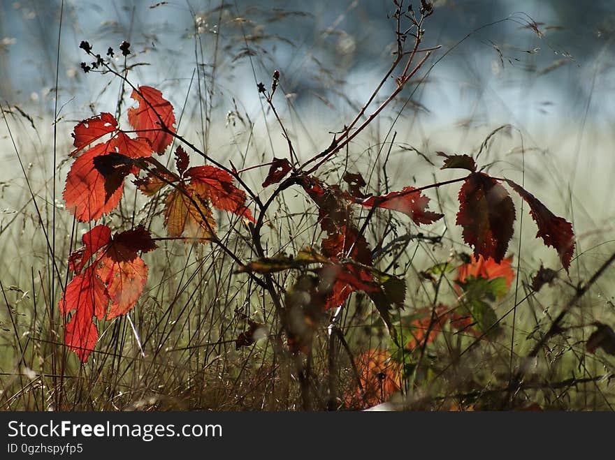 Leaf, Autumn, Branch, Flora