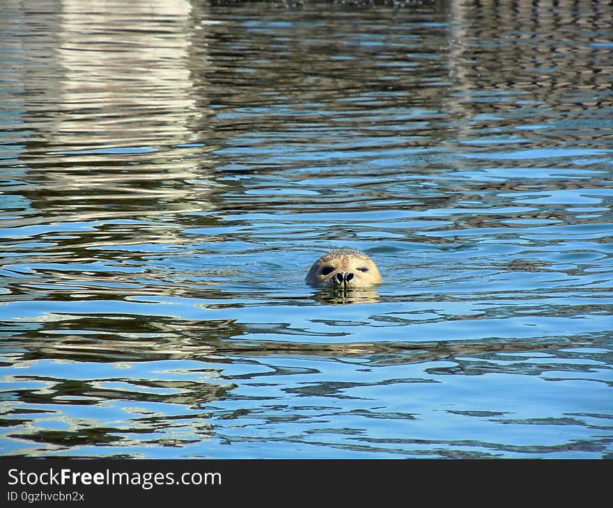 Water, Reflection, Wildlife, Fauna