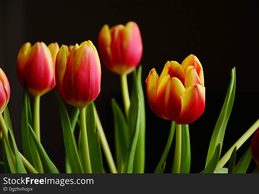 Flower, Tulip, Flowering Plant, Plant