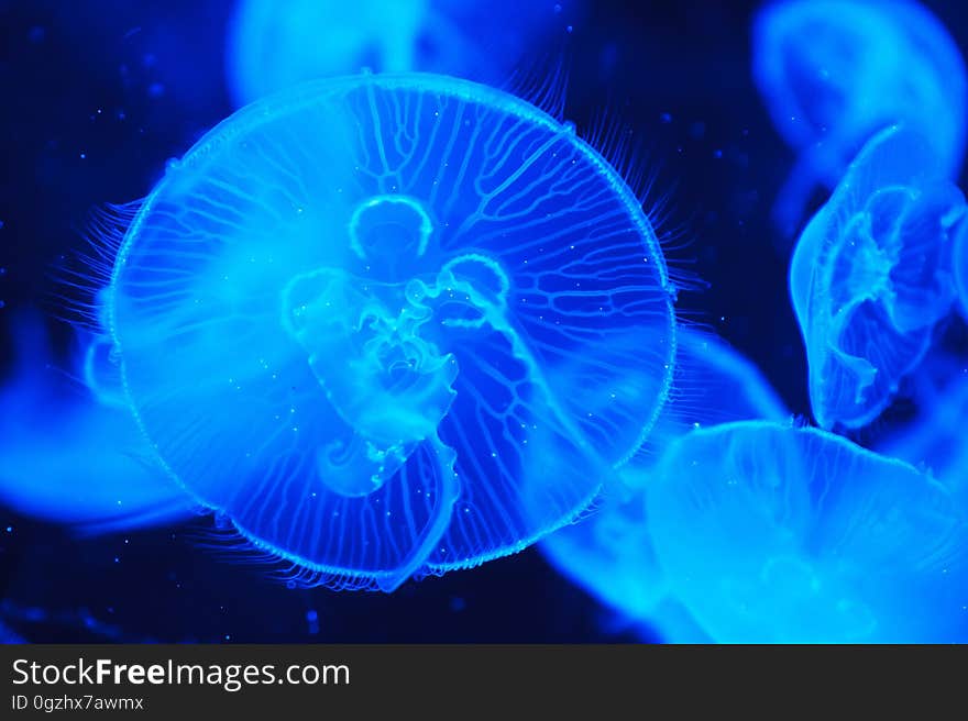 Jellyfish, Cnidaria, Blue, Marine Invertebrates