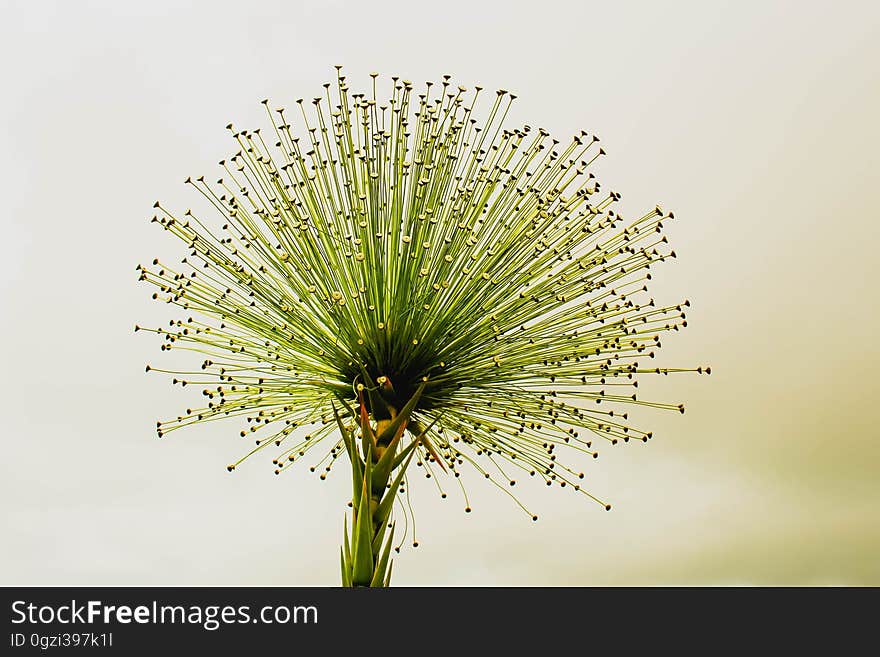 Flora, Plant, Close Up, Grass