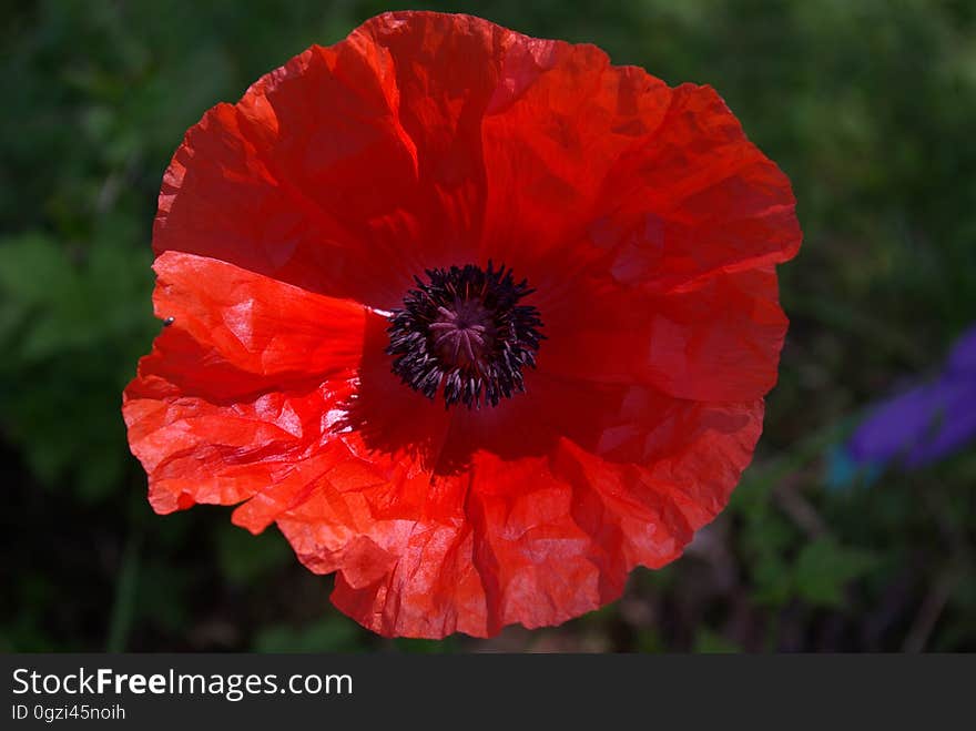 Flower, Wildflower, Poppy, Poppy Family