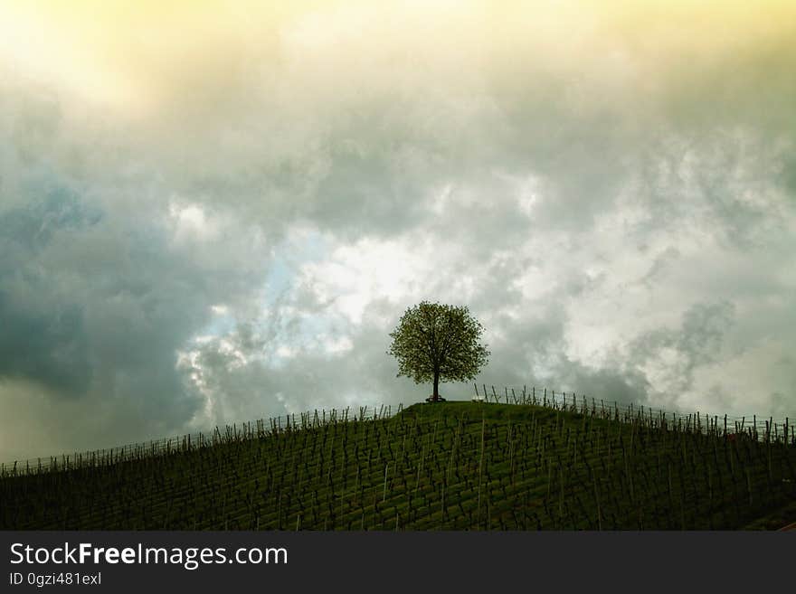 Sky, Cloud, Tree, Woody Plant