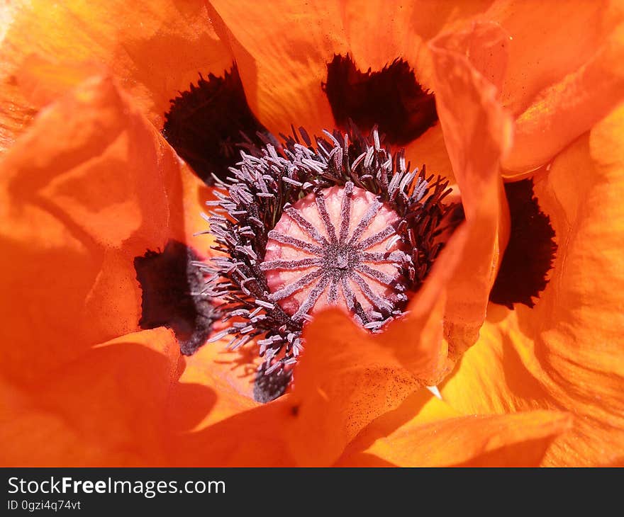 Flower, Orange, Flowering Plant, Close Up