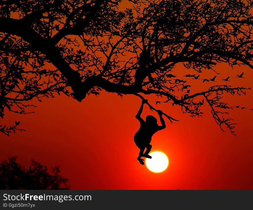 Sky, Tree, Silhouette, Orange