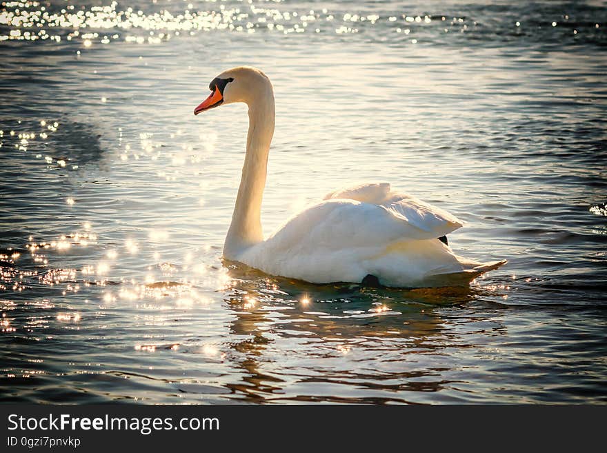 Swan, Water Bird, Bird, Ducks Geese And Swans