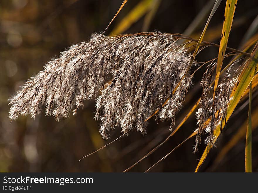 Grass Family, Phragmites, Close Up, Twig