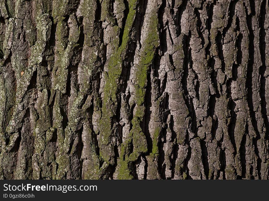 Tree, Trunk, Woody Plant, Branch