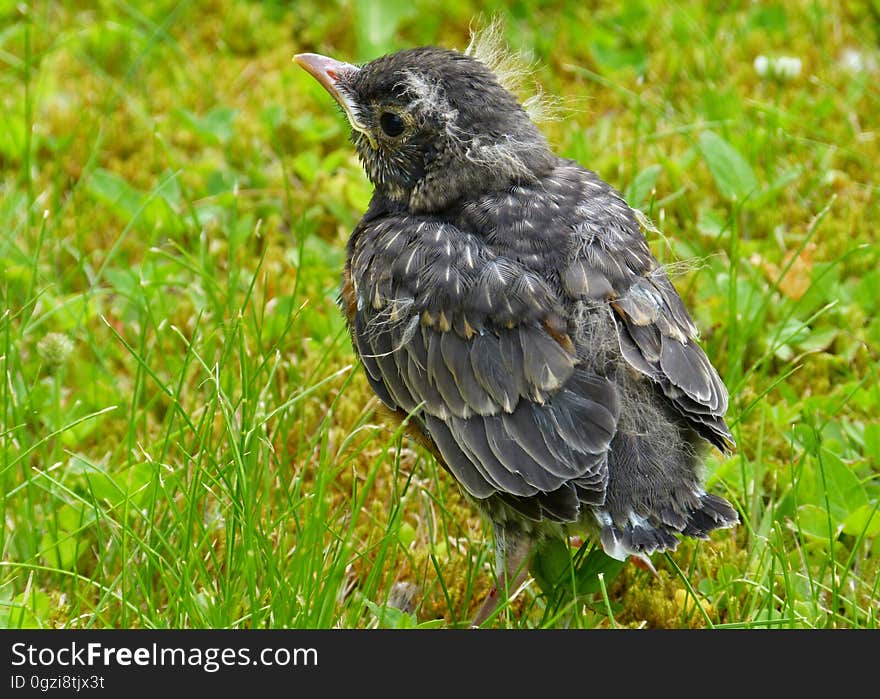 Bird, Fauna, Beak, Grass