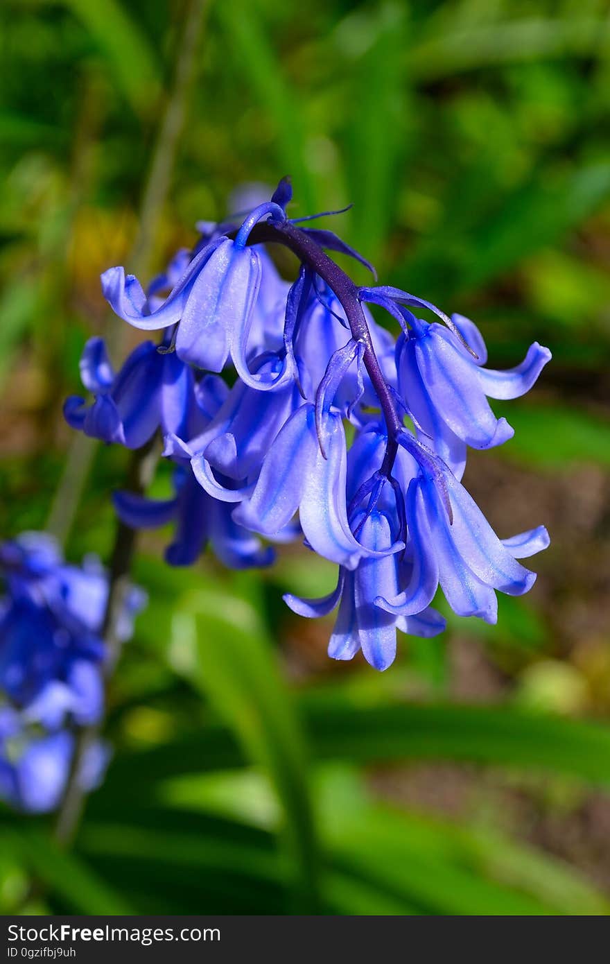 Flower, Blue, Plant, Flora