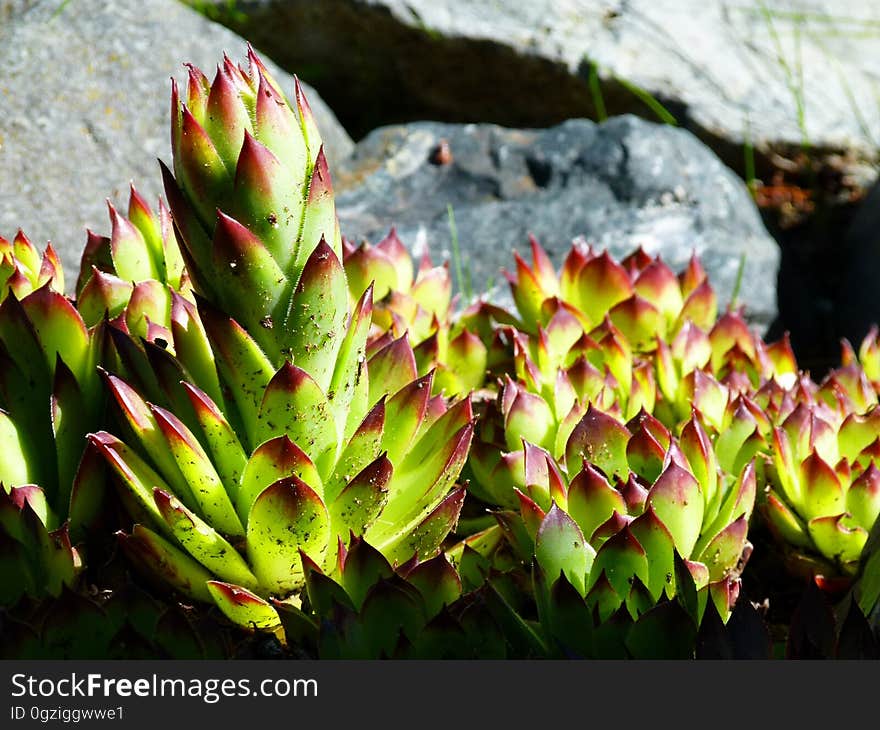 Plant, Vegetation, Flora, Leaf