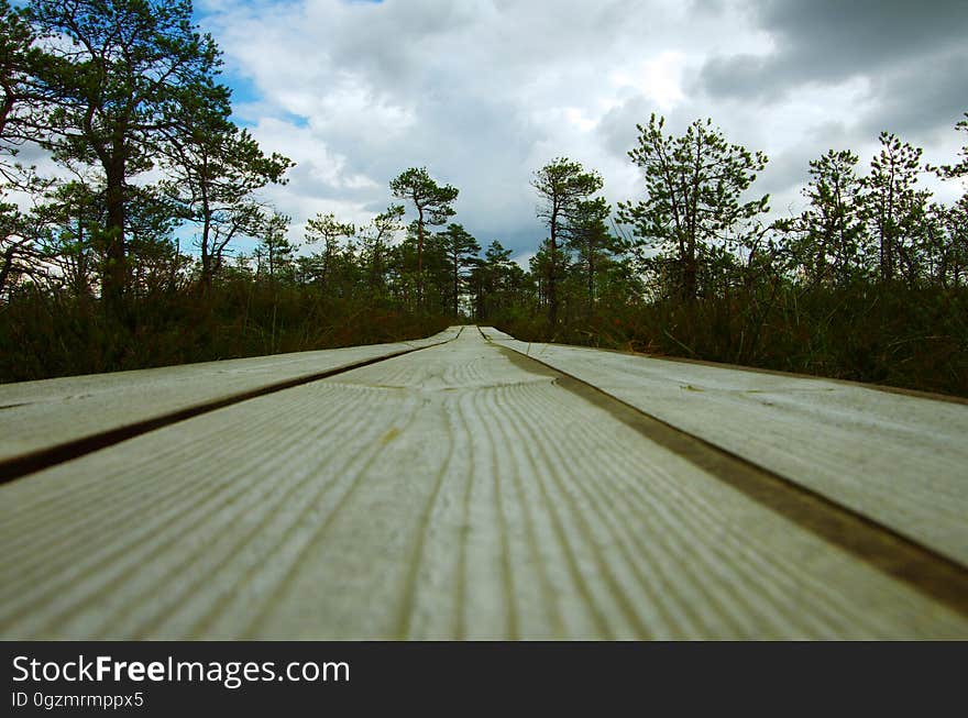 A wooden path along the swamp