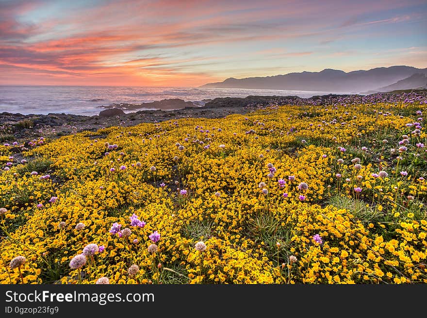 Close-up of Yellow Flowers Growing in Field at Sunset