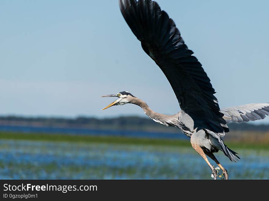 Gray and Brown Bird Flying