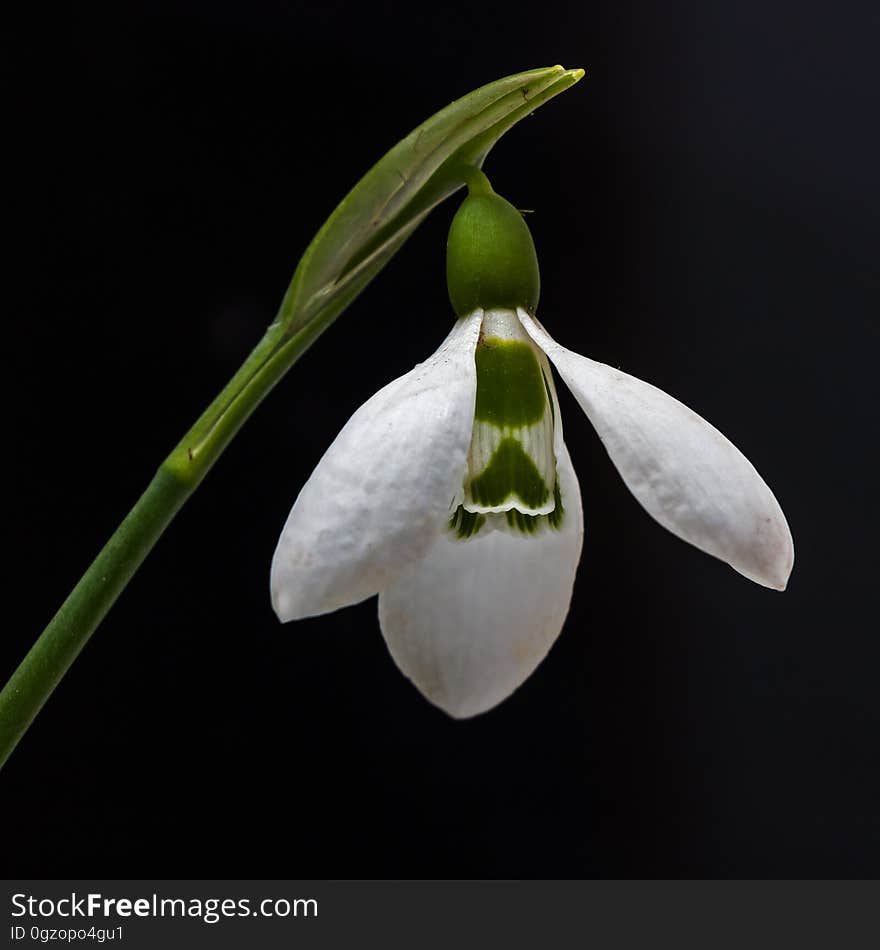 White Petaled Flower Blooming