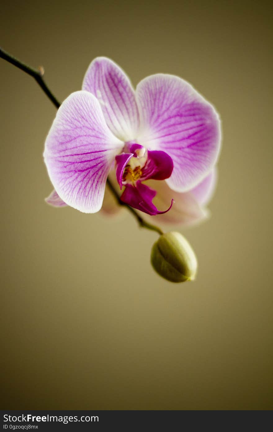 White and Purple Orchid