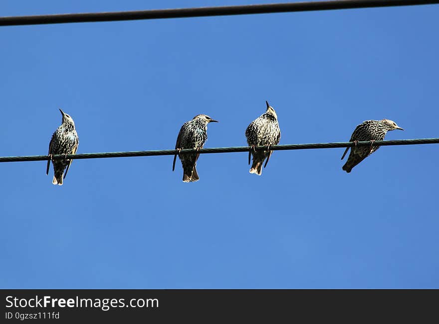 Bird, Fauna, Sky, Beak