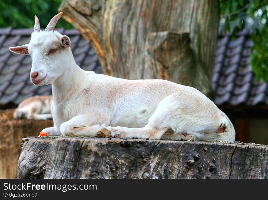 Goats, Goat, Fauna, Cow Goat Family