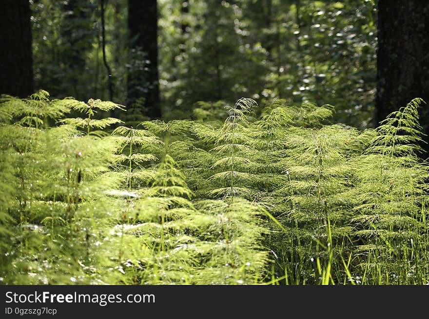 Vegetation, Ecosystem, Plant, Woodland