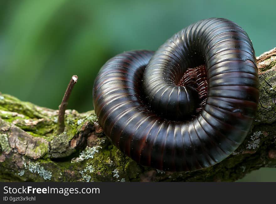 Terrestrial Animal, Close Up, Macro Photography, Ringed Worm