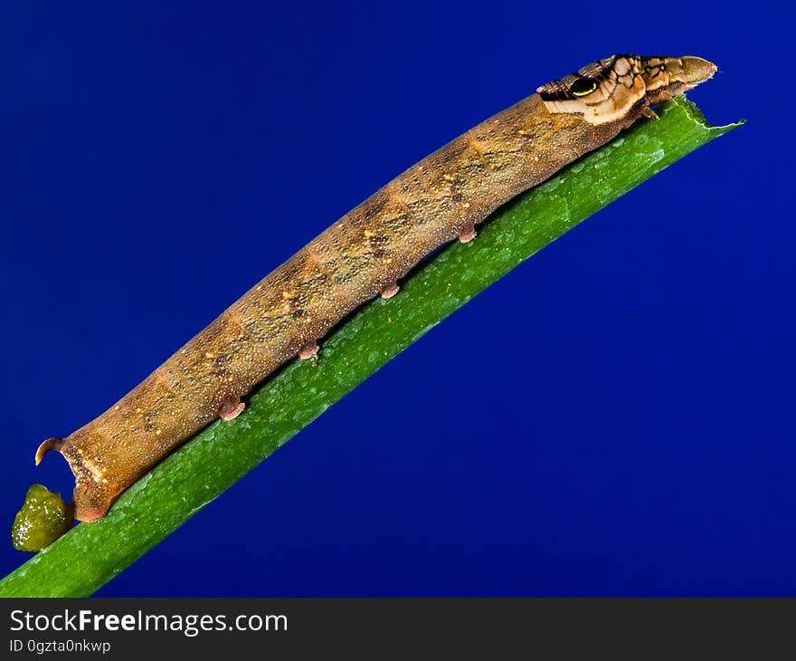 Macro Photography, Reptile, Insect, Plant Stem