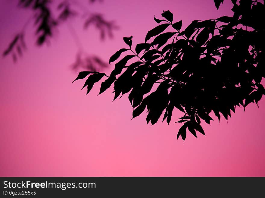 Leaf, Pink, Branch, Sky