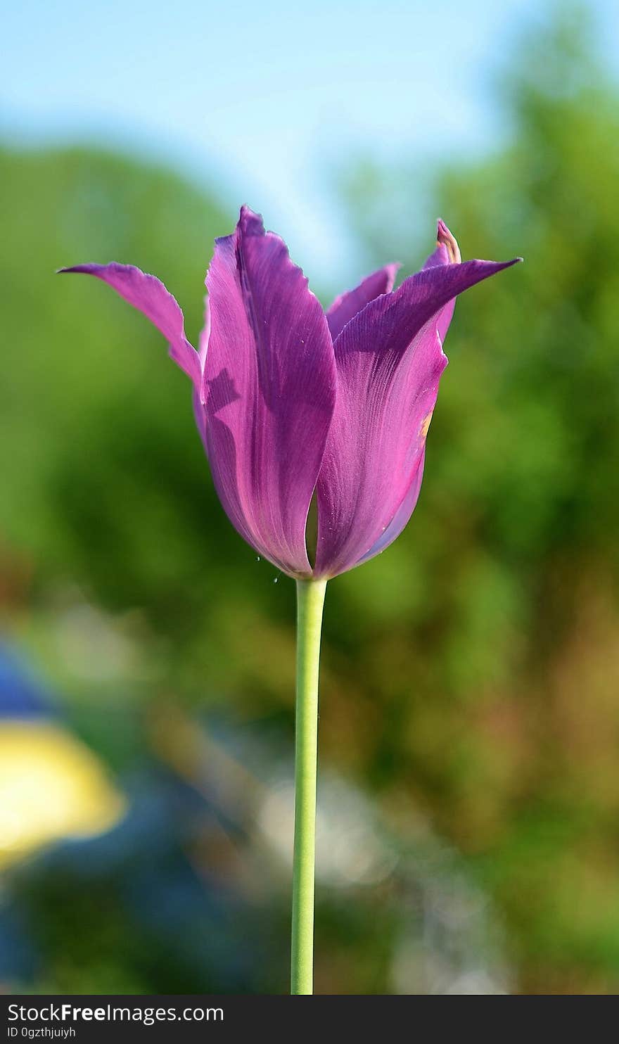 Flower, Plant, Purple, Tulip