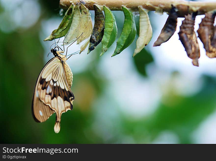 Insect, Butterfly, Moths And Butterflies, Fauna