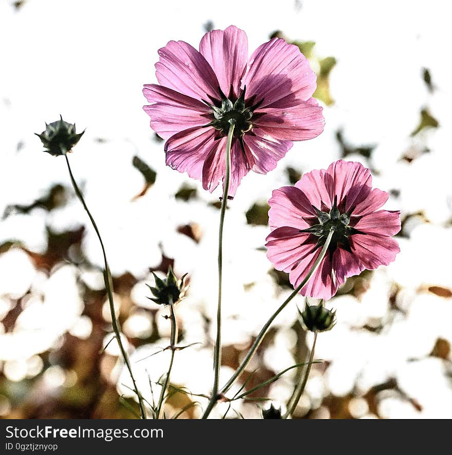 Flower, Plant, Flora, Flowering Plant