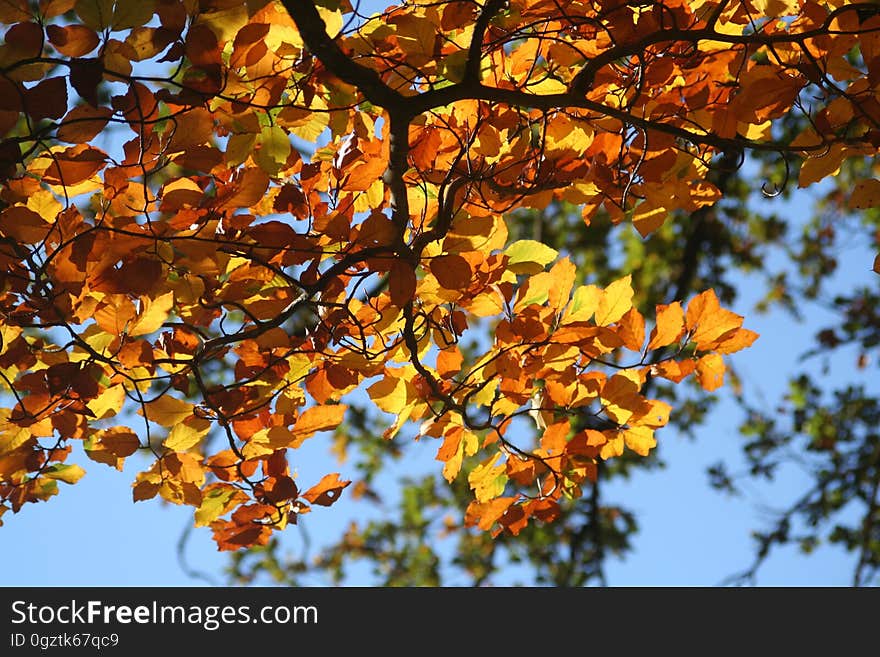 Branch, Autumn, Tree, Maidenhair Tree