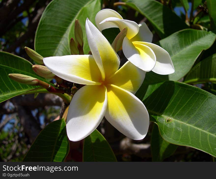 Plant, Flora, Flower, Vegetation