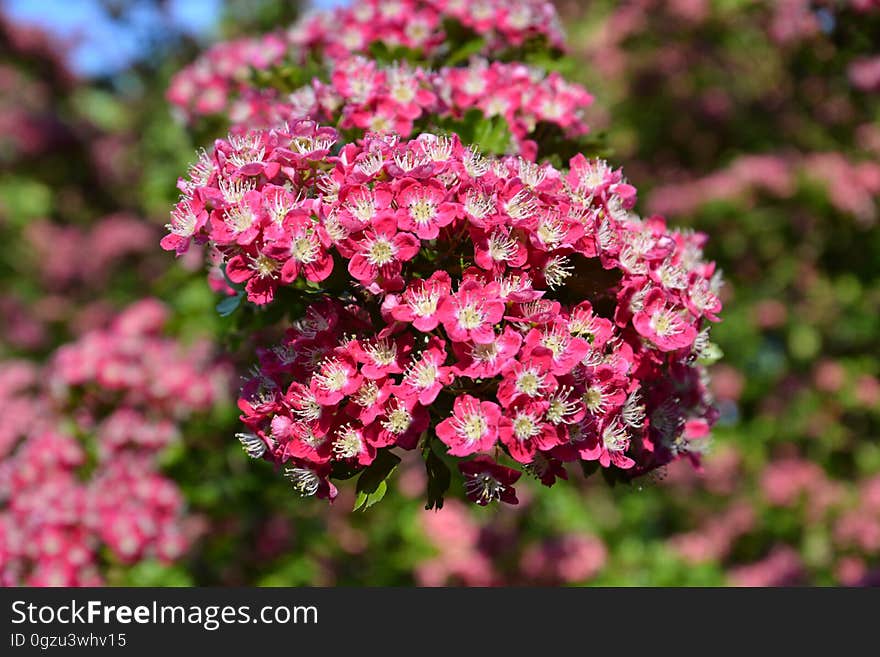 Flower, Plant, Pink, Flowering Plant