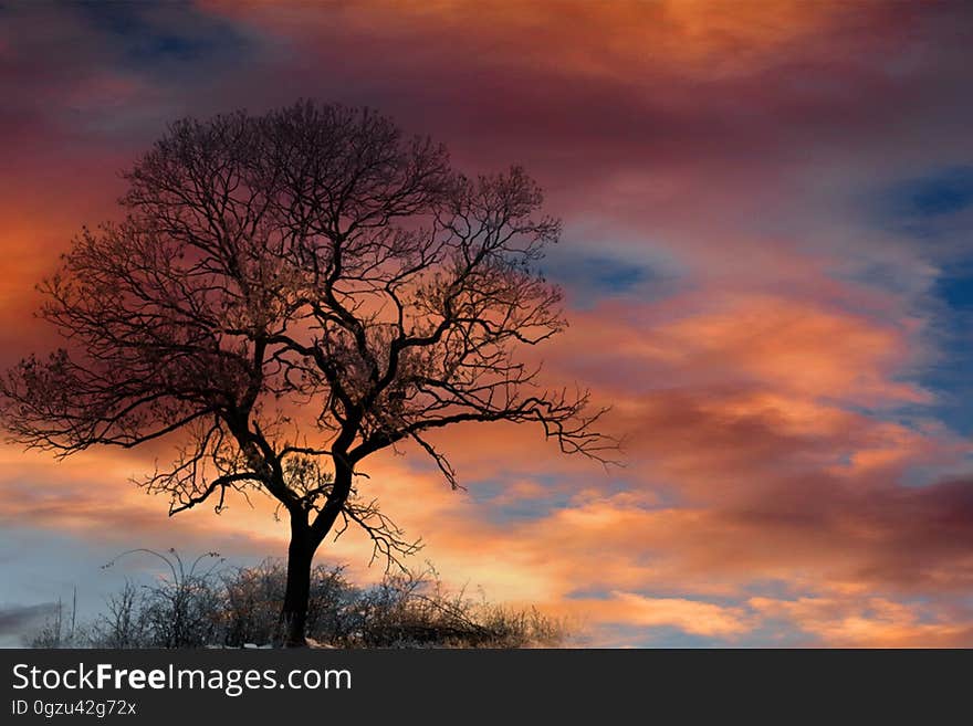 Sky, Tree, Cloud, Woody Plant